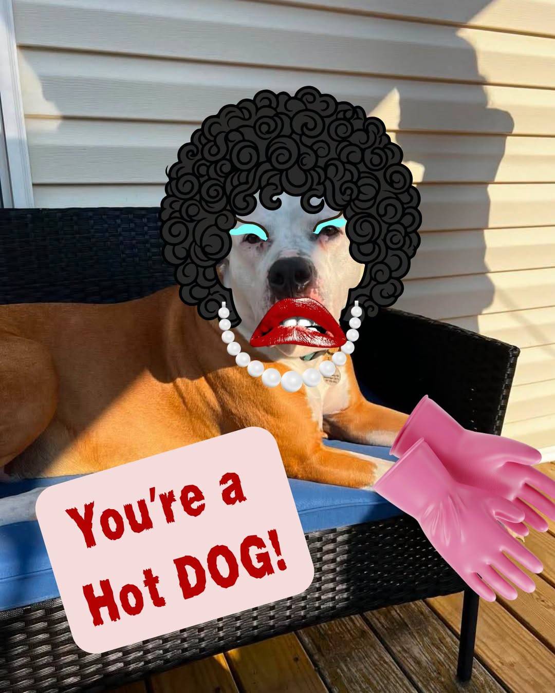 A dog on a porch bench with a drawn-on curly wig, red lips, pearls and pink rubber gloves, labelled “You’re a Hot DOG!”.